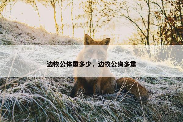 边牧公体重多少，边牧公狗多重