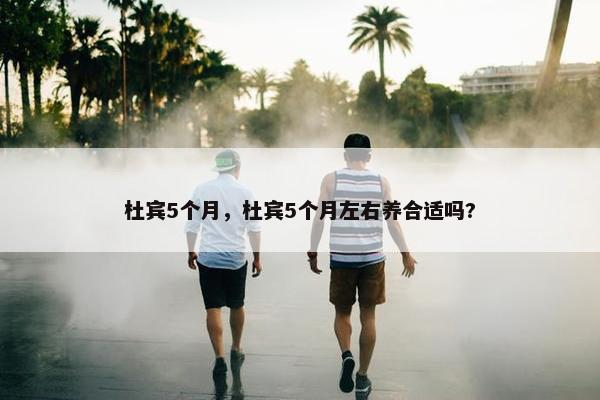 杜宾5个月，杜宾5个月左右养合适吗?