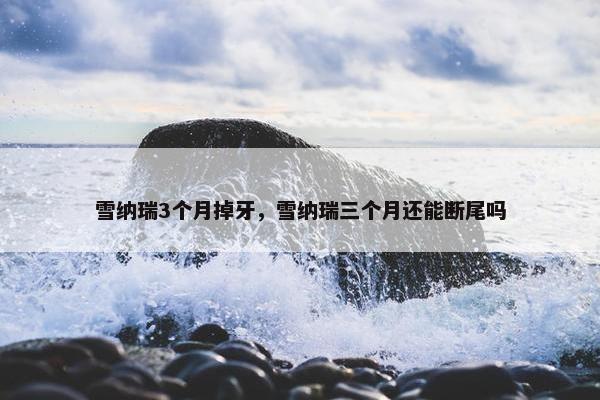 雪纳瑞3个月掉牙，雪纳瑞三个月还能断尾吗