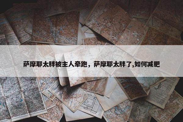 萨摩耶太胖被主人牵跑，萨摩耶太胖了,如何减肥
