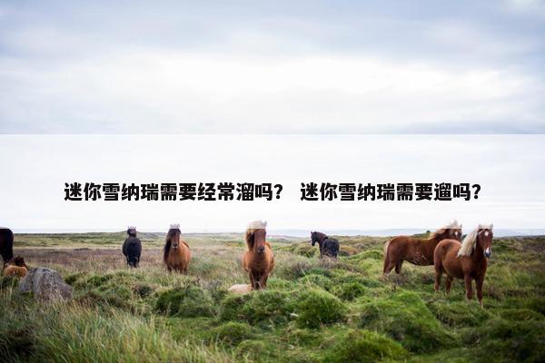 迷你雪纳瑞需要经常溜吗？ 迷你雪纳瑞需要遛吗？