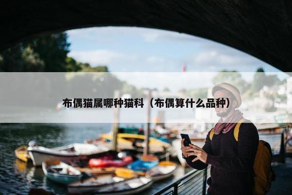 布偶猫属哪种猫科（布偶算什么品种）