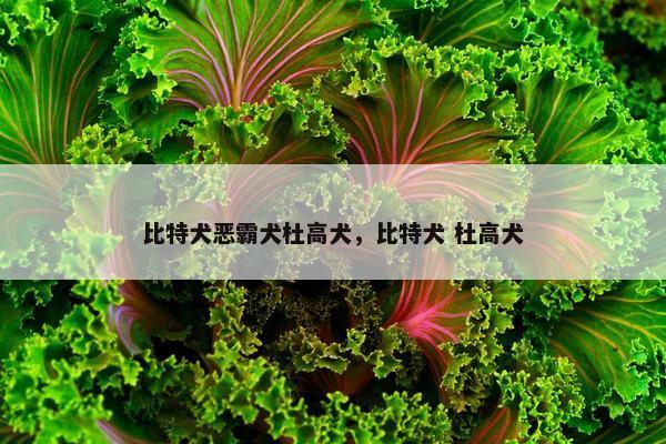 比特犬恶霸犬杜高犬，比特犬 杜高犬