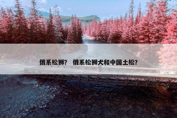 俄系松狮？ 俄系松狮犬和中国土松？