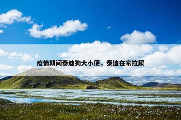疫情期间泰迪狗大小便，泰迪在家拉屎