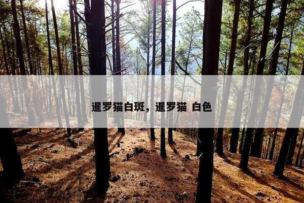 暹罗猫白斑，暹罗猫 白色