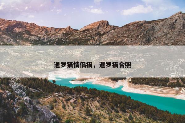 暹罗猫情侣猫，暹罗猫合照