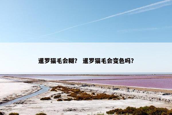 暹罗猫毛会糊？ 暹罗猫毛会变色吗？
