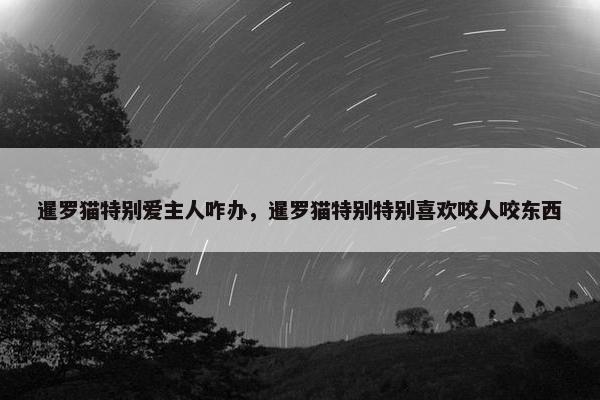 暹罗猫特别爱主人咋办，暹罗猫特别特别喜欢咬人咬东西
