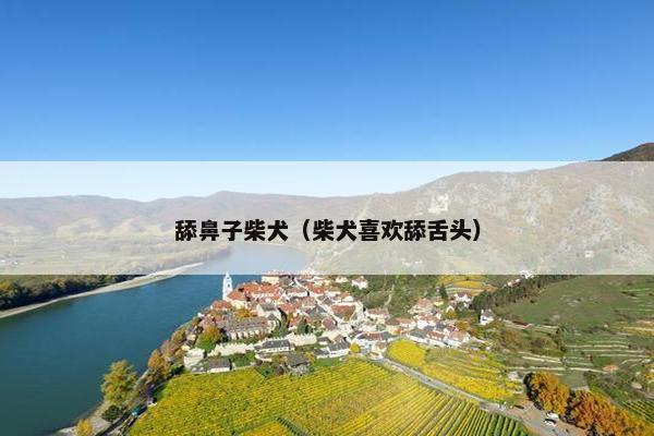 舔鼻子柴犬（柴犬喜欢舔舌头）