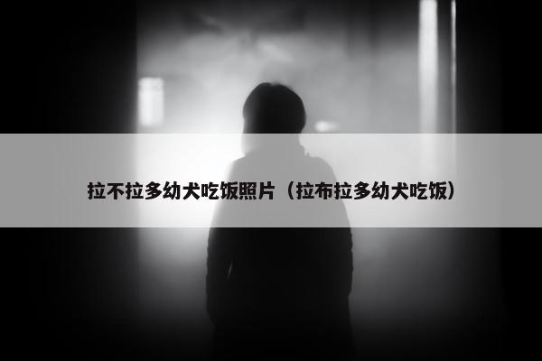 拉不拉多幼犬吃饭照片（拉布拉多幼犬吃饭）