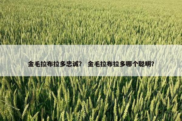 金毛拉布拉多忠诚？ 金毛拉布拉多哪个聪明？