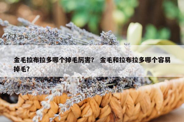 金毛拉布拉多哪个掉毛厉害？ 金毛和拉布拉多哪个容易掉毛？