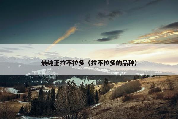 最纯正拉不拉多（拉不拉多的品种）