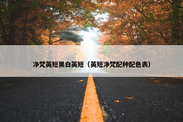 净梵英短黑白英短（英短净梵配种配色表）