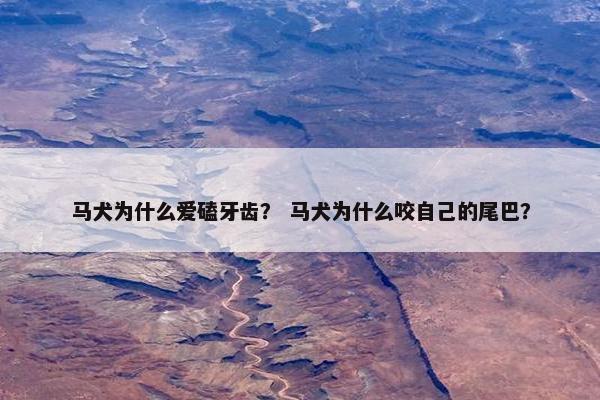 马犬为什么爱磕牙齿？ 马犬为什么咬自己的尾巴？