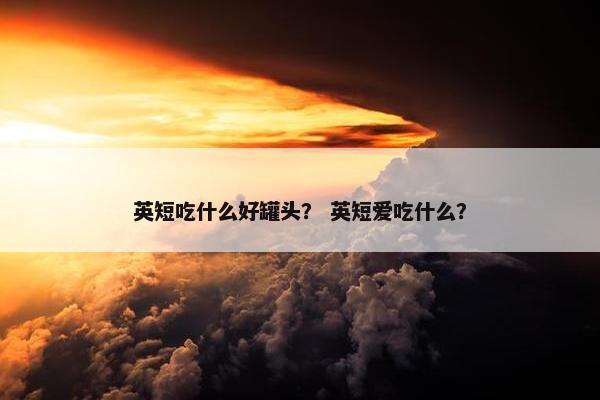 英短吃什么好罐头？ 英短爱吃什么？