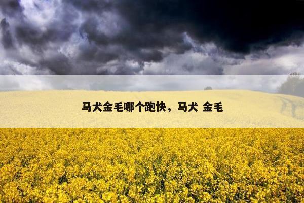 马犬金毛哪个跑快，马犬 金毛