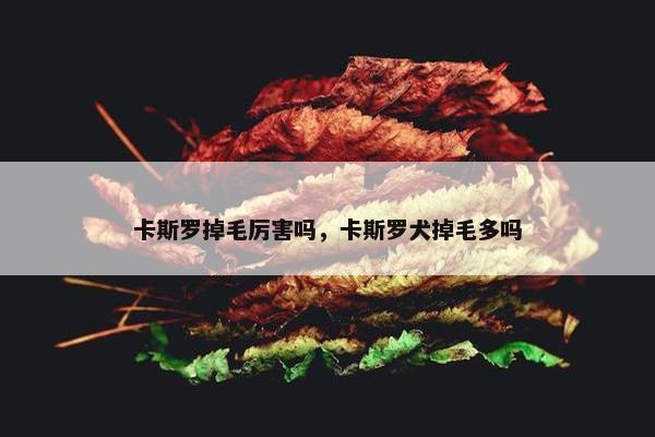 卡斯罗掉毛厉害吗，卡斯罗犬掉毛多吗