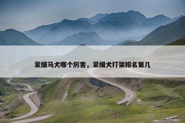 蒙细马犬哪个厉害，蒙细犬打架排名第几