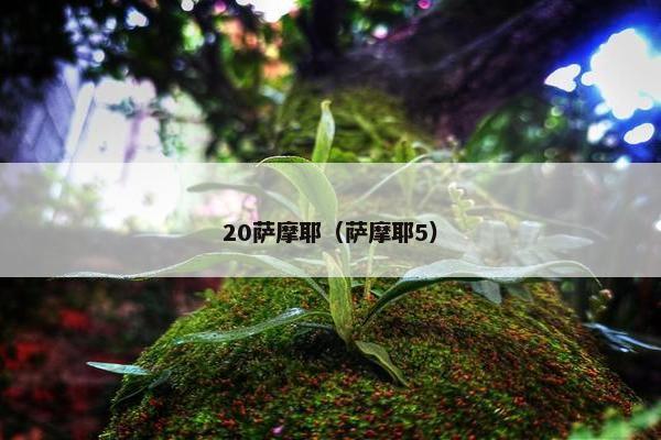 20萨摩耶（萨摩耶5）