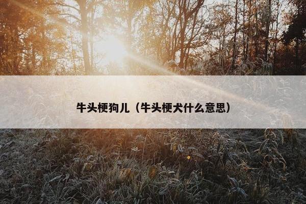 牛头梗狗儿（牛头梗犬什么意思）