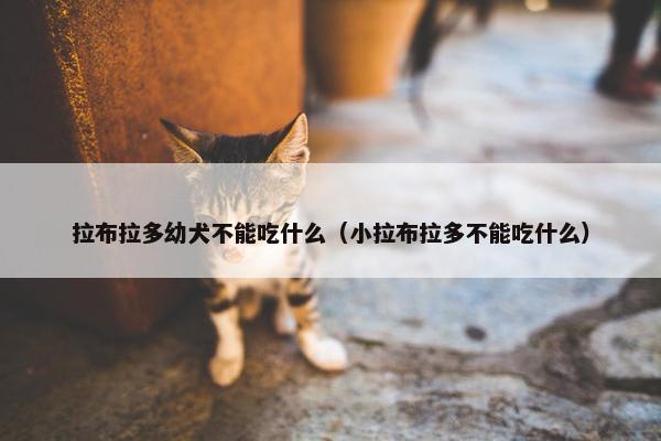 拉布拉多幼犬不能吃什么（小拉布拉多不能吃什么）