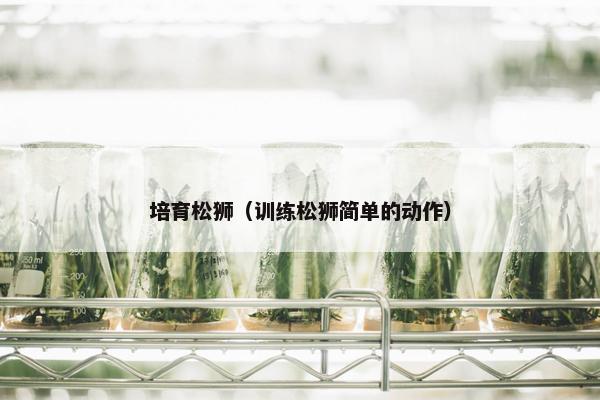 培育松狮（训练松狮简单的动作）
