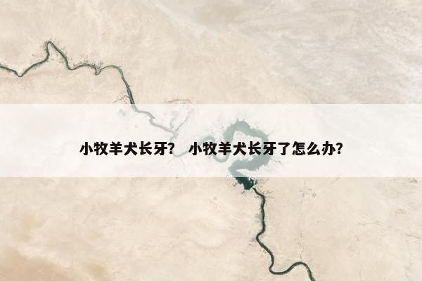 小牧羊犬长牙？ 小牧羊犬长牙了怎么办？