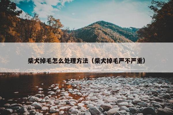 柴犬掉毛怎么处理方法（柴犬掉毛严不严重）