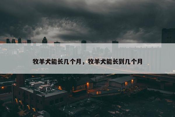 牧羊犬能长几个月，牧羊犬能长到几个月