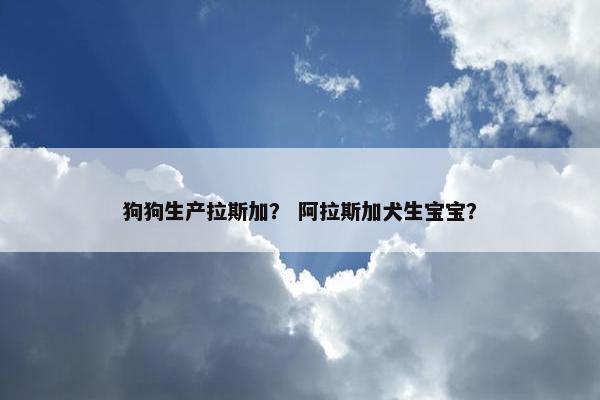 狗狗生产拉斯加？ 阿拉斯加犬生宝宝？