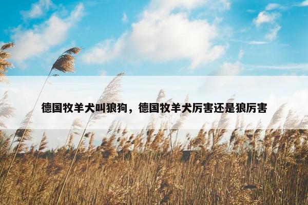 德国牧羊犬叫狼狗，德国牧羊犬厉害还是狼厉害