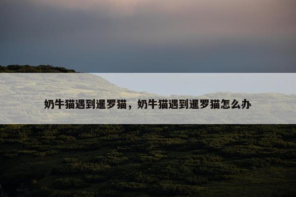 奶牛猫遇到暹罗猫，奶牛猫遇到暹罗猫怎么办