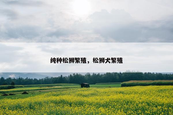 纯种松狮繁殖，松狮犬繁殖