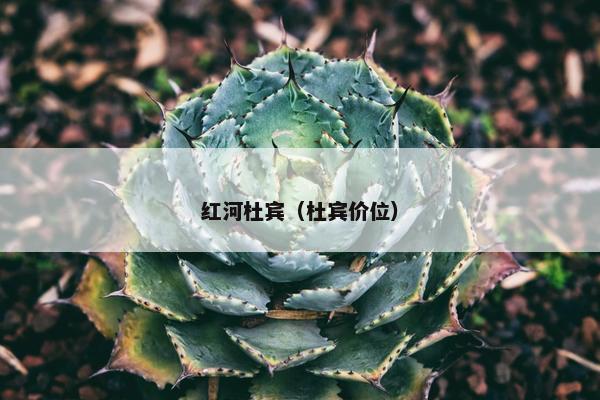 红河杜宾（杜宾价位）