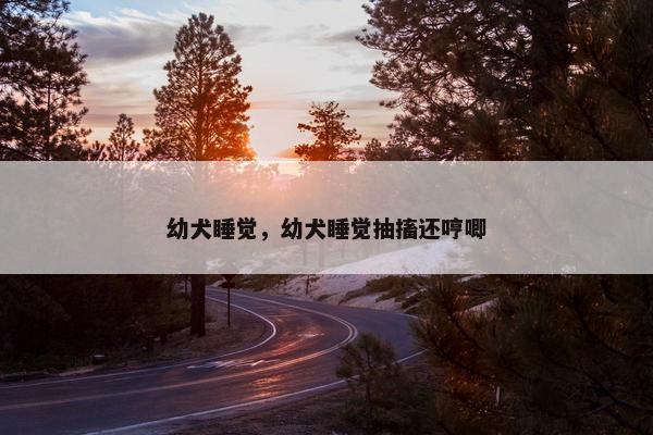幼犬睡觉，幼犬睡觉抽搐还哼唧