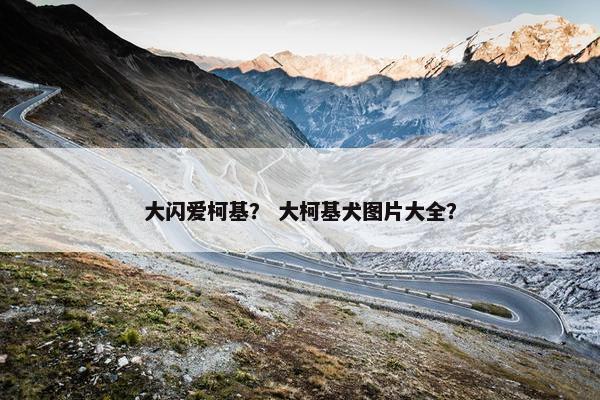 大闪爱柯基？ 大柯基犬图片大全？
