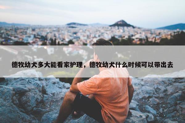 德牧幼犬多大能看家护理，德牧幼犬什么时候可以带出去