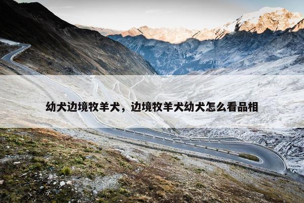 幼犬边境牧羊犬，边境牧羊犬幼犬怎么看品相