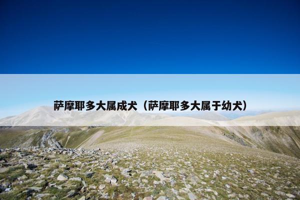 萨摩耶多大属成犬（萨摩耶多大属于幼犬）