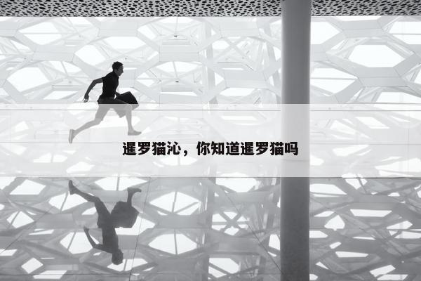 暹罗猫沁，你知道暹罗猫吗