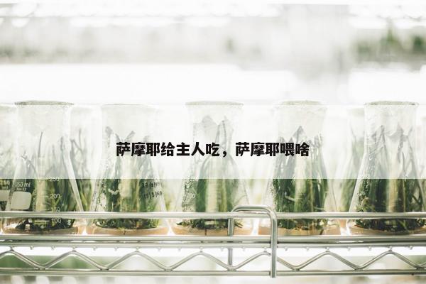 萨摩耶给主人吃，萨摩耶喂啥