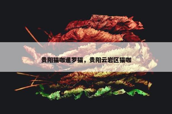 贵阳猫咖暹罗猫，贵阳云岩区猫咖