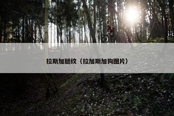 拉斯加腿纹（拉加斯加狗图片）