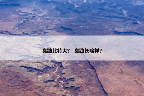 臭鼬比特犬？ 臭鼬长啥样？
