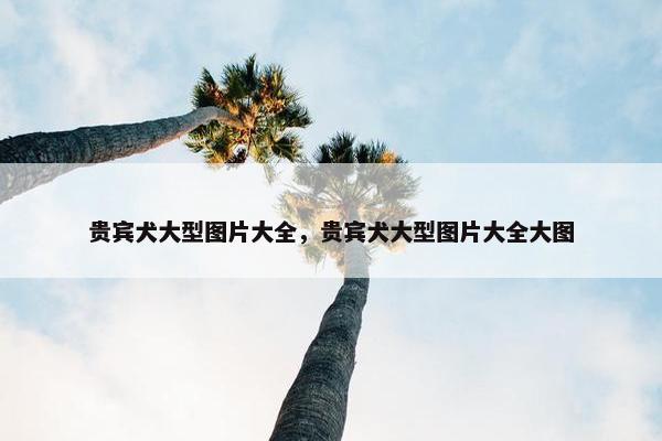 贵宾犬大型图片大全，贵宾犬大型图片大全大图