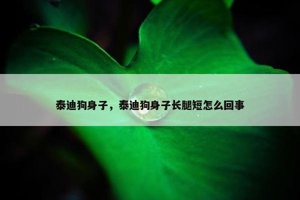 泰迪狗身子，泰迪狗身子长腿短怎么回事