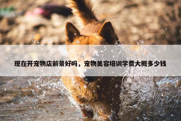 现在开宠物店前景好吗，宠物美容培训学费大概多少钱