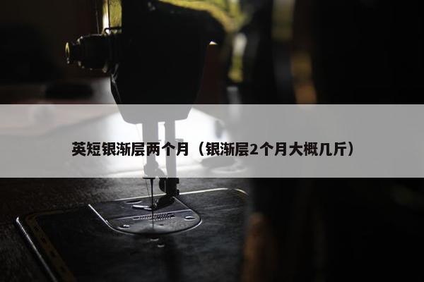 英短银渐层两个月（银渐层2个月大概几斤）